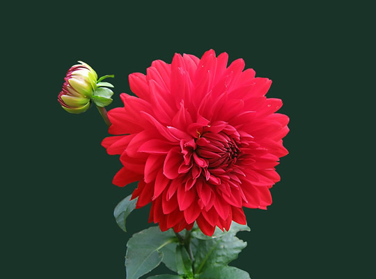 dahlia-252503_960_720.jpg