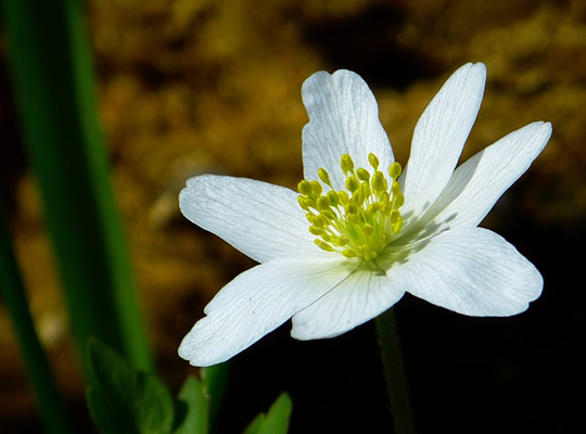 wood-anemone-292358_960_720.jpg